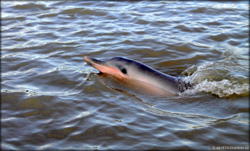 Душевный Суринам или сафари на речных дельфинов 