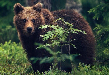 В Петрозаводске за трое суток застрелили двух медведей 