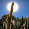 кактусы в туре на Уюни Боливия