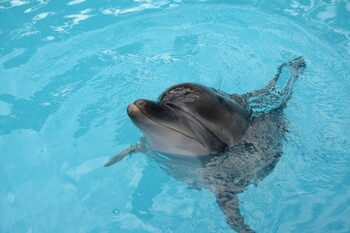 В Сочи туристы спасли дельфинов, выброшенных на берег штормом