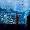 Океонариум в Дубай Молл