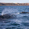 наблюдение за китами в заповеднике Полуостров Вальдес Пенинсула Вальдес в Пуэрто Мадрин