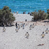 заповедник Мыс Томбо Пунта Томбо в Пуэрто Мадрин - колония пингвинов