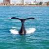 киты в в Пуэрто Мадрин
