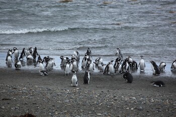 На побережье Уругвая нашли почти 2000 мёртвых пингвинов 