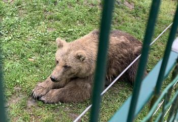 Медведь напал на женщину и ребёнка в Тульской области