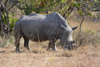 Турист из РФ пропал в Непале после встречи с носорогом 