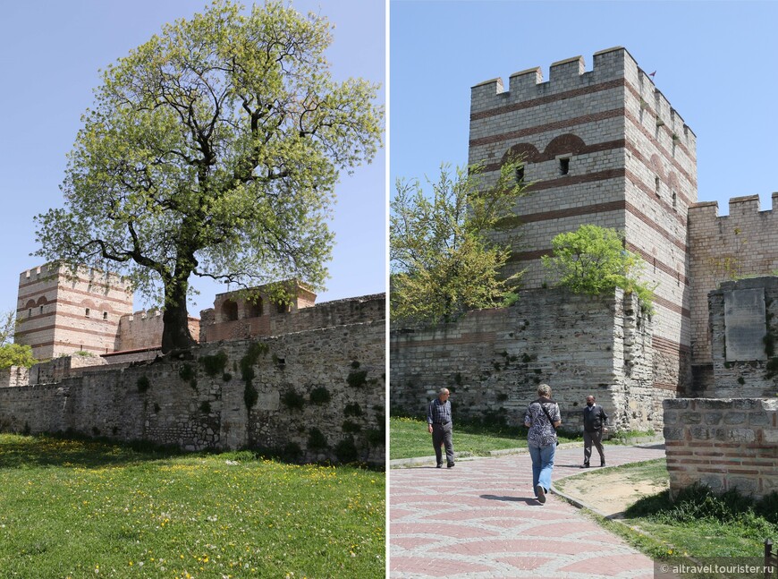 Дерево, выросшее прямо на стене рядом с воротами Св. Романа.