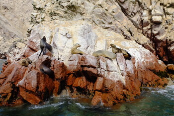 На берегу Каспийского моря нашли 2 500 погибших тюленей