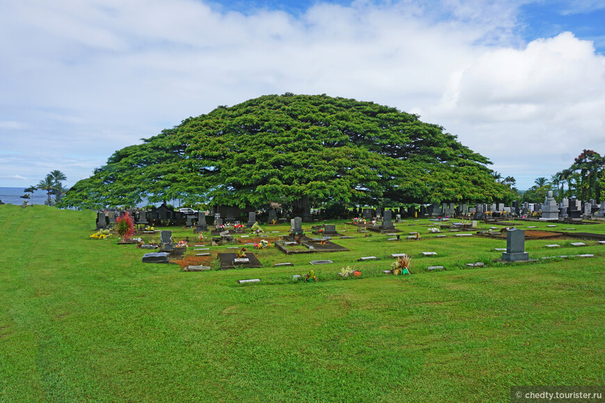 Японское кладбище на Большом, диаметр кроны акации метров сто