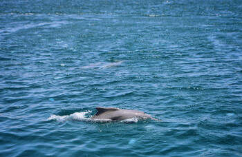 Поиски выброшенных ручных дельфинов продолжаются в Севастополе