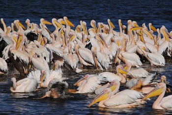 Кудрявые пеликаны возвращаются на озера Тюмени