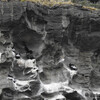 гнезда кондоров на холме Паломарес в Чили
