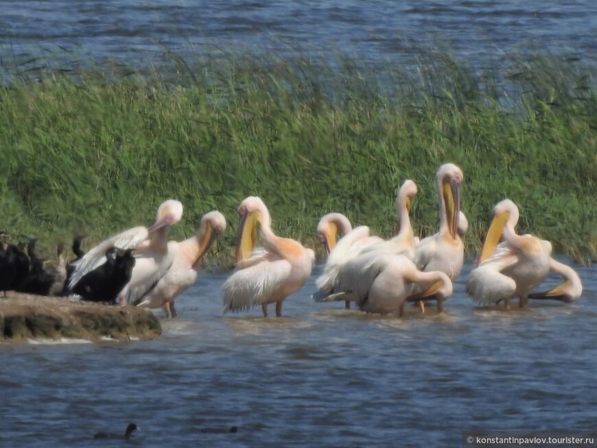 Калмыкия. Птицы озера Маныч-Гудило