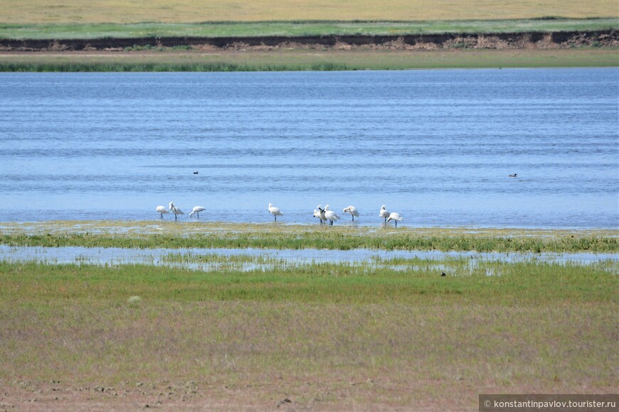 Калмыкия. Птицы озера Маныч-Гудило