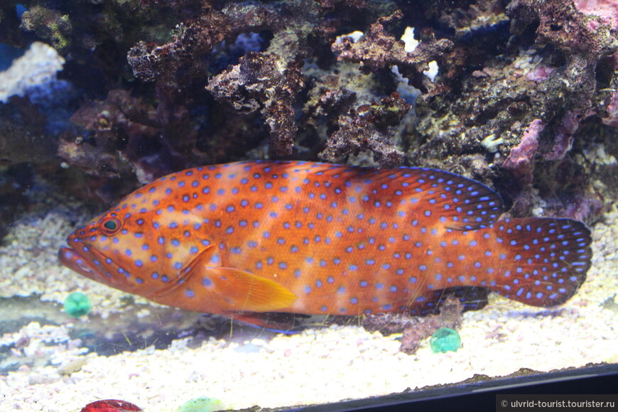 Групер красный коралловый