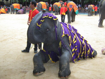 Цирковые слоны отправятся на отдых в Сочи
