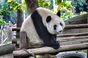 Первый в РФ детёныш большой панды родился в Московском зоопарке