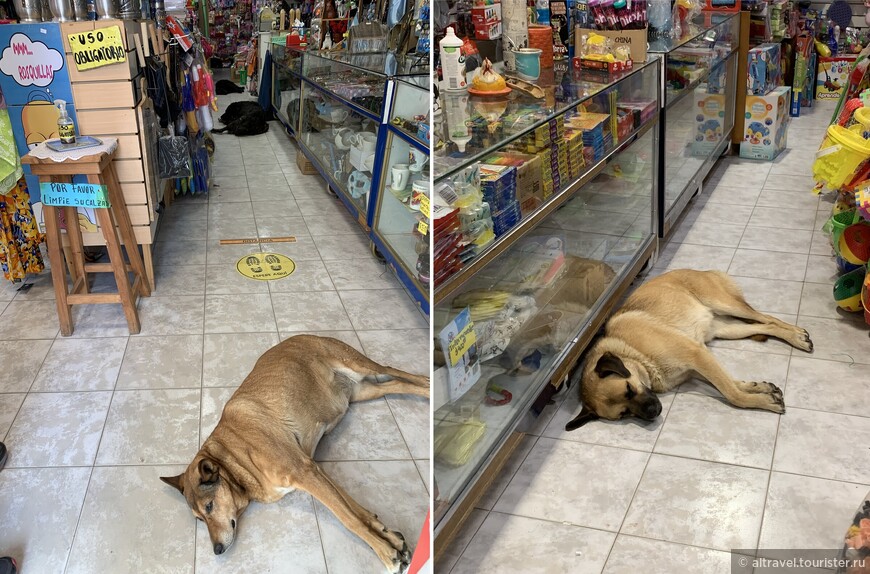 Собаки в магазинах...