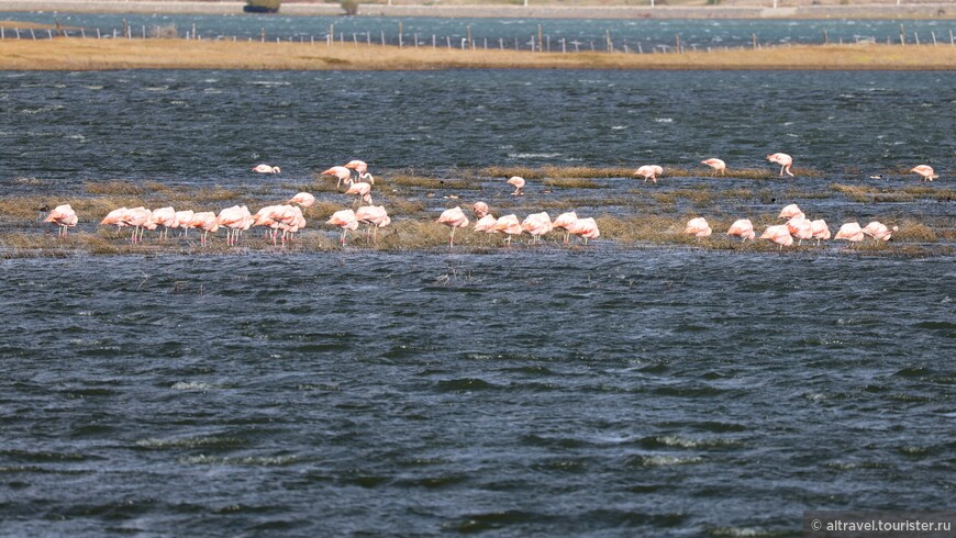 Фламинго (а они там обитают) сбились в кучу и искали что-то съедобное в воде, но в целях безопасности крыльями не махали.