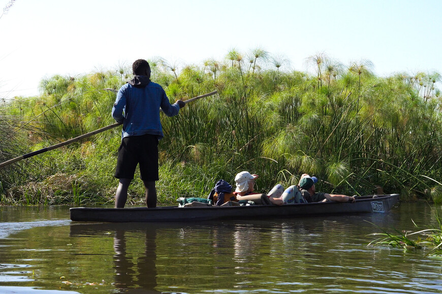 Заросли папируса на берегу канала в Дельте Окаванго