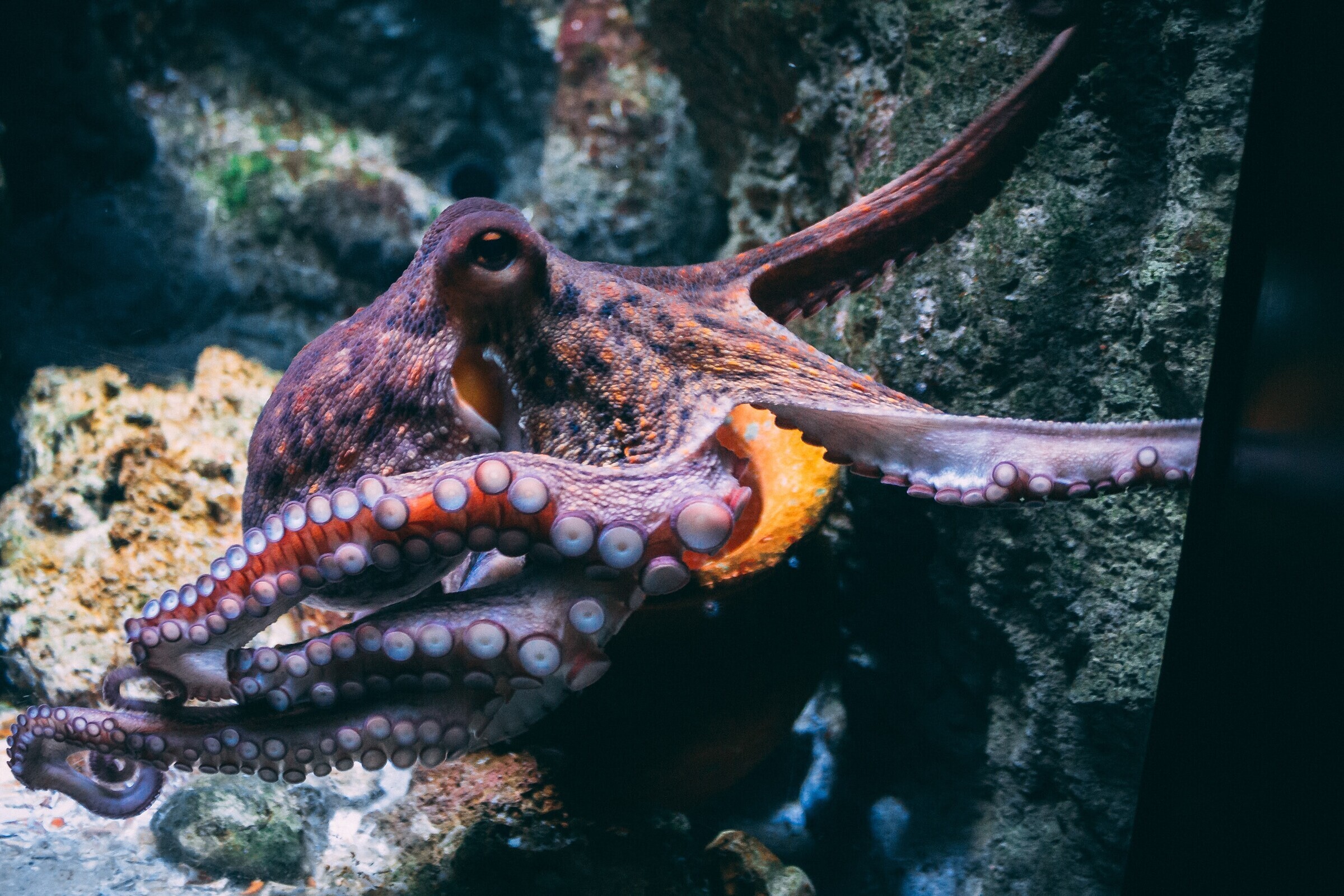 Осьминог это животное или нет. Головоногие моллюски осьминог. Черноморский осьминог. Карликовый осьминог. Осьминог Дофлейна.