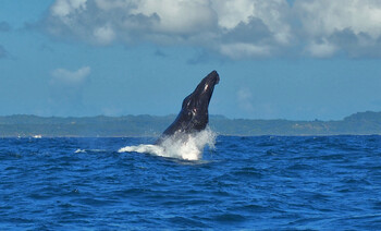 В США кит проглотил дайвера, но он смог выжить 