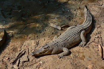Во время наводнения в Китае из питомника сбежали 75 крокодилов