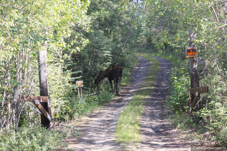 Лосиха, презрев все запреты (Private Drive, No Trespassing), смело углубилась в частную собственность.