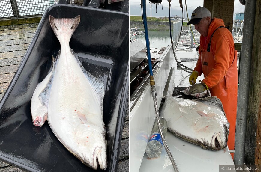 Огромный палтус (halibut) в тележке и на разделочном столе.