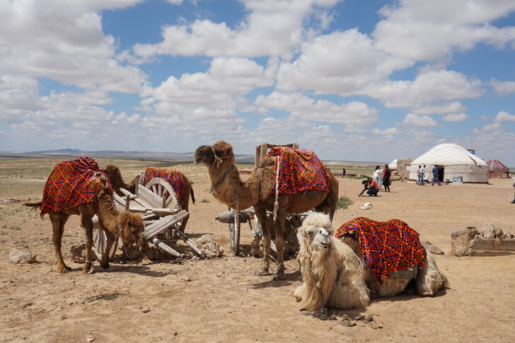 Путешествие по Узбекистану можно совершить даже на верблюде