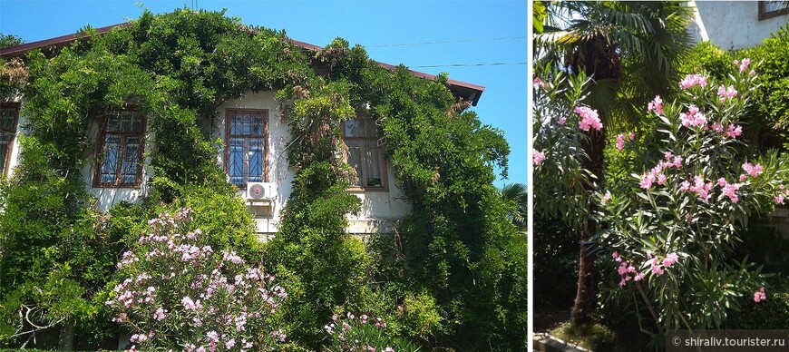 Воспоминания о поездке в Никитский ботанический сад в Крыму в июле 2018 года (к 211-й годовщине со дня закладки сада)