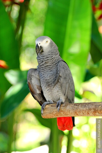 Конголезский серый попугай или жако