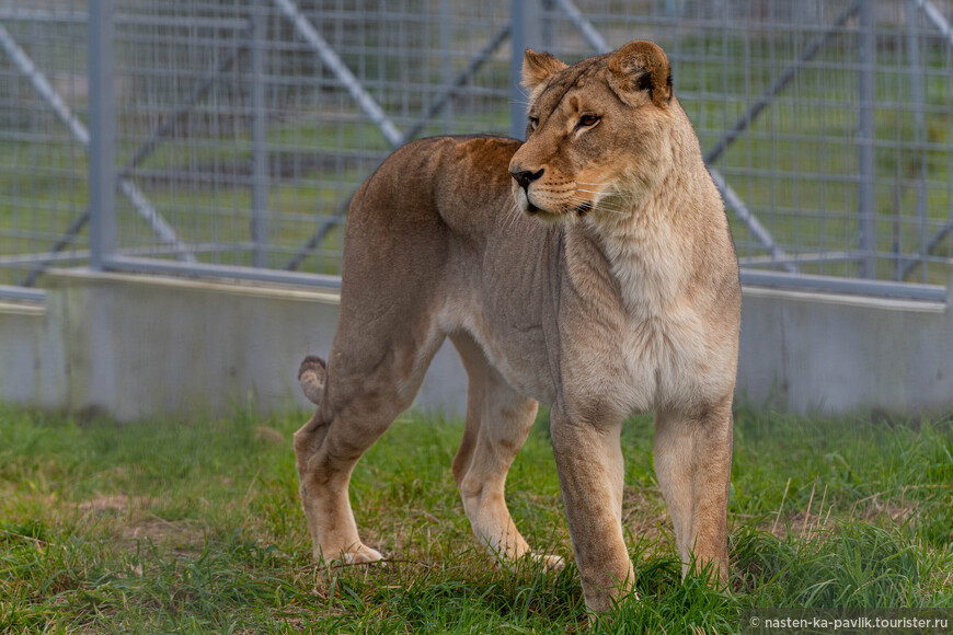 Львица в Карельском зоопарке