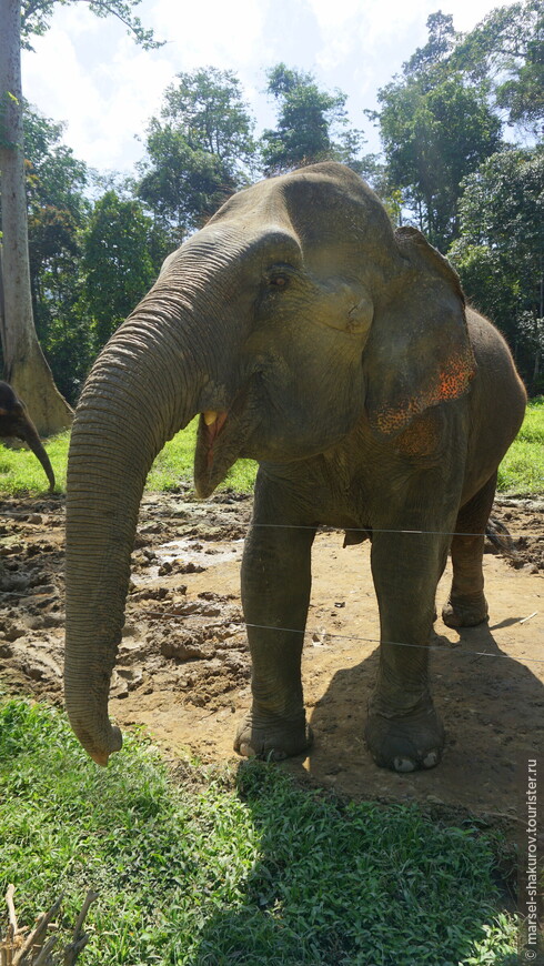 Малайзия, часть 3. Раздача слонов