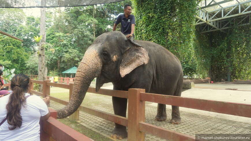 Малайзия, часть 3. Раздача слонов