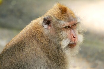 На Бали ужесточают проверки прибывающих туристов из-за обезьяньей оспы