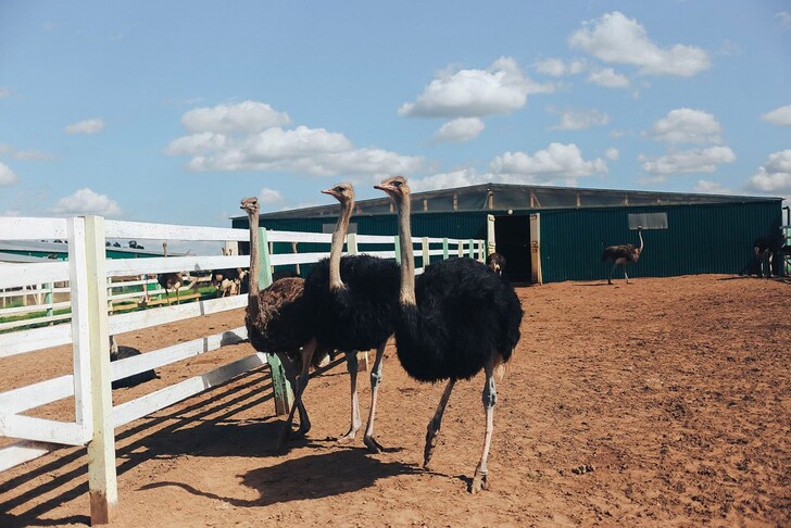 Главные обитатели фермы «Великолепный страус»