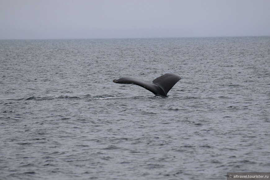 Хвосты и спины горбатых китов.