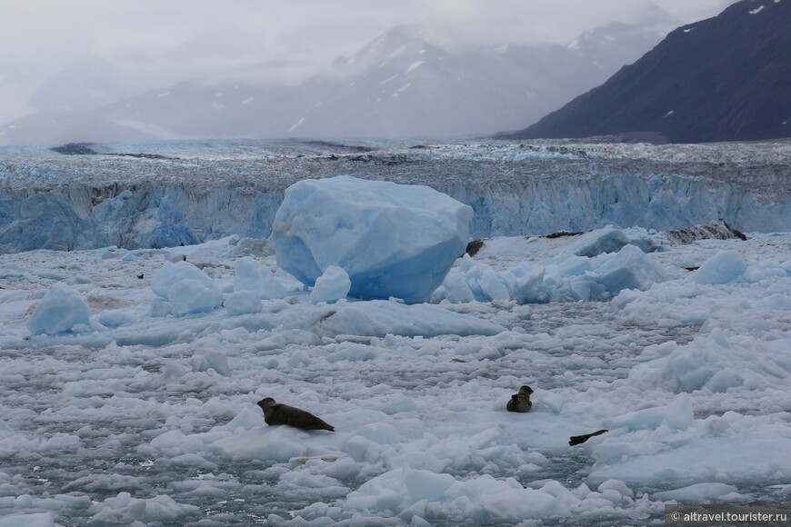 Лишь тюлени, разлегшиеся на льду, ничего не боялись.