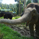 Национальный центр охраны слонов Куала-Ганда
