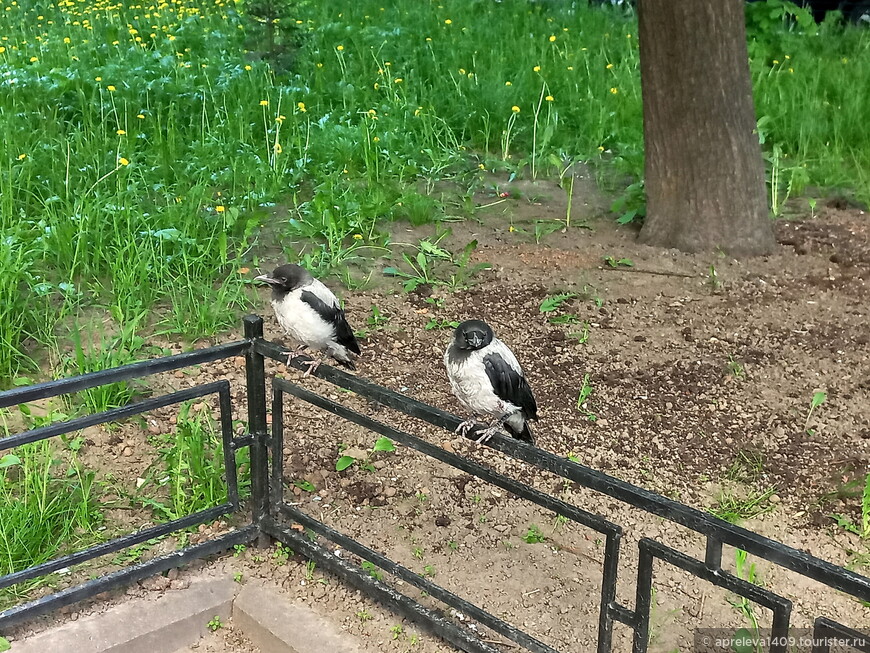 Санкт-Петербург. По Петроградской стороне