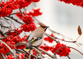 BirdWatching в осеннем Петербурге