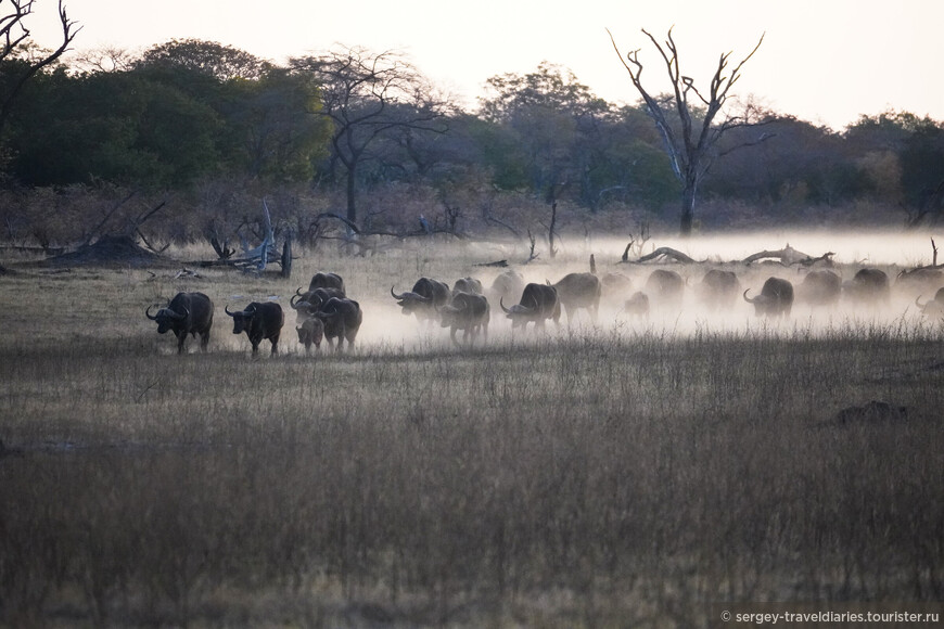Слоновье царство Зимбабве