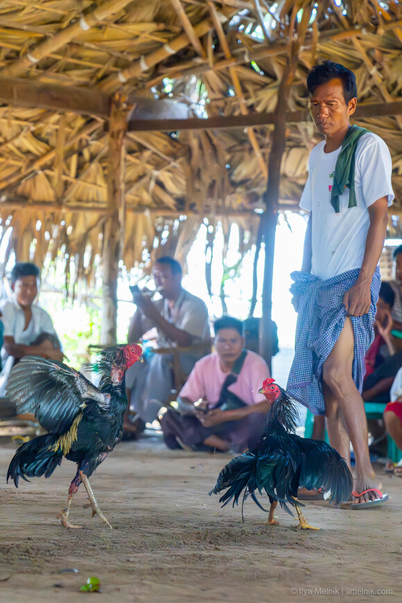 Нелегальные петушиные бои в Мьянме