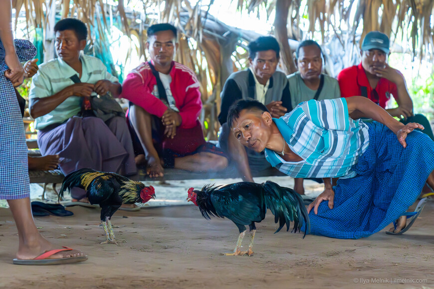 Нелегальные петушиные бои в Мьянме