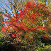 Maple leaves at Hakone