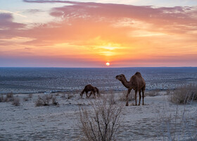 Закат с верблюдами в пустыне. 