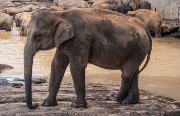 На Шри-Ланке слон напал на авто с туристами 
