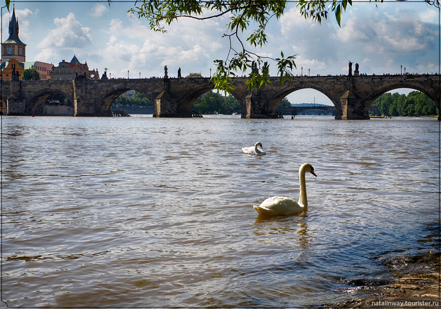 Лебеди на берегу Влтавы вблизи Карлова моста 